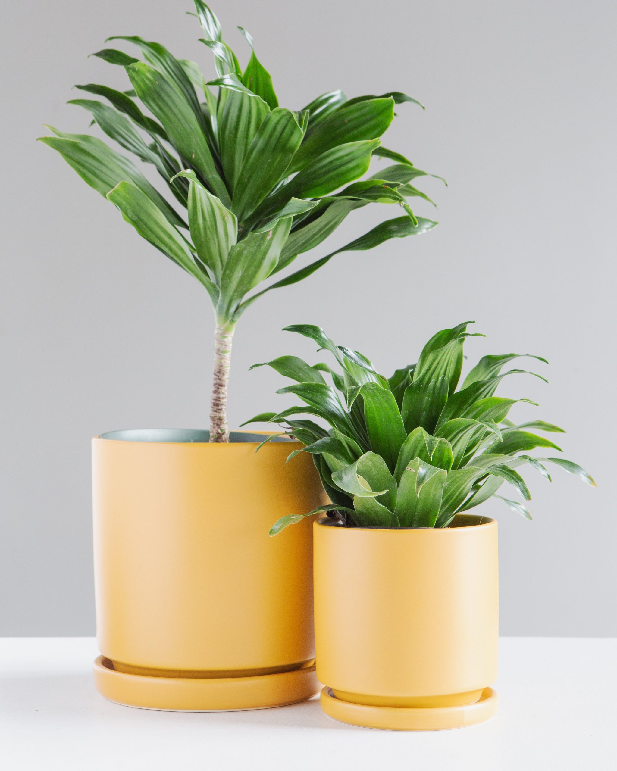Small 4 Inch MOMMA POTS CYLINDER - MUSTARD glamor model | free delivery ...